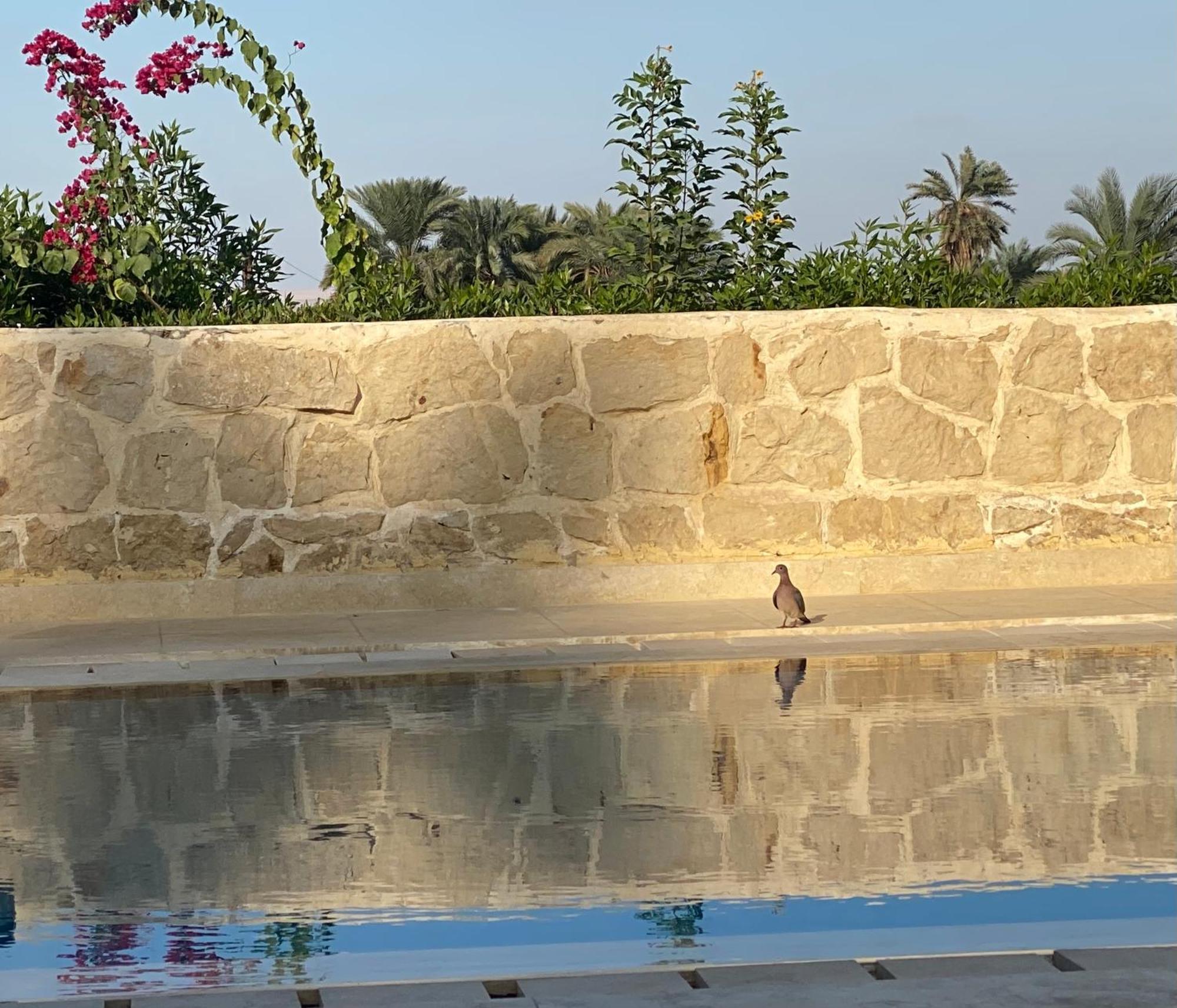 Lemon Tree Villa